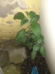 Fuchsia boliviana
