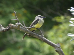 Tyrannus melancholicus