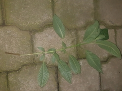 Fuchsia boliviana