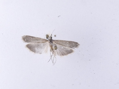 Eudonia leptalaea
