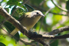 Conirostrum speciosum