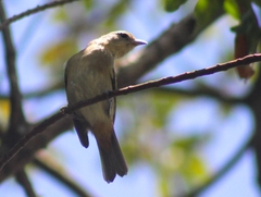 Conirostrum speciosum
