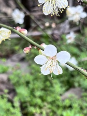 Prunus mume typica