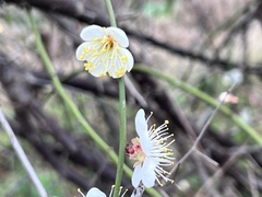 Prunus mume typica