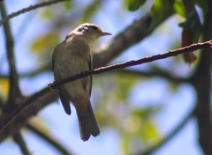 Conirostrum speciosum