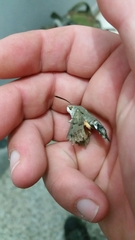 Macroglossum stellatarum