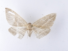 Epiphryne verriculata