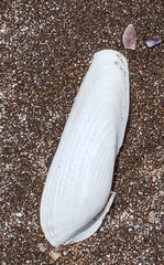 Cyrtopleura lanceolata