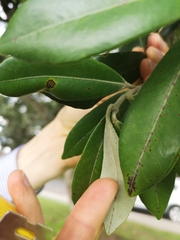 Austropuccinia psidii