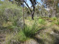 Xanthorrhoea preissii