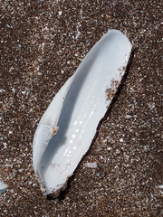 Cyrtopleura lanceolata