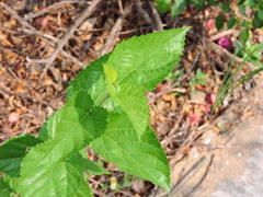 Morus nigra