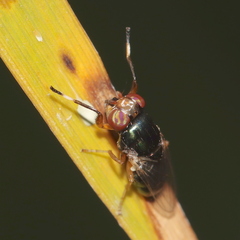 Physiphora