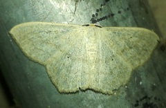 Scopula nigropunctata