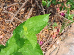Morus nigra