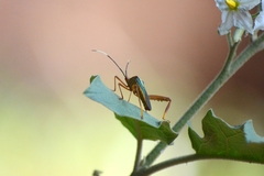 Lucullia flavovittata