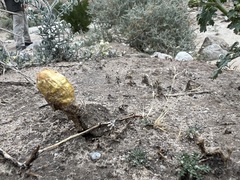 Podaxis pistillaris