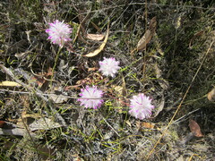 Ptilotus manglesii