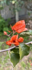 Bougainvillea spectabilis