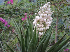 Yucca filifera