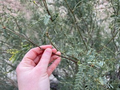 Prosopis