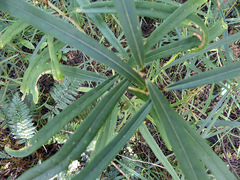 Nestegis cunninghamii