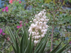 Yucca filifera