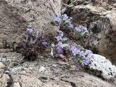 Langloisia setosissima setosissima