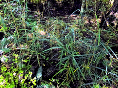 Nestegis cunninghamii