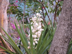 Yucca filifera