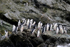 Pygoscelis antarcticus