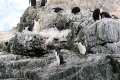 Pygoscelis antarcticus