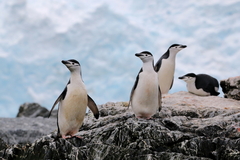 Pygoscelis antarcticus