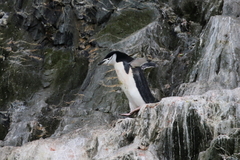 Pygoscelis antarcticus