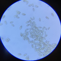 Aureoboletus flaviporus