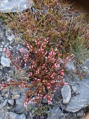 Epilobium porphyrium