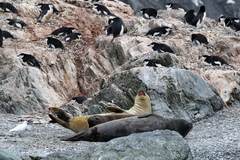 Pygoscelis antarcticus