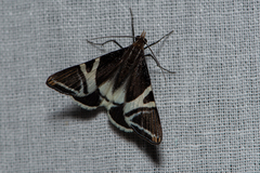 Phrataria bijugata