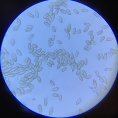 Aureoboletus flaviporus