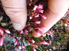 Epilobium porphyrium