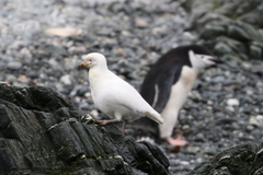 Pygoscelis antarcticus