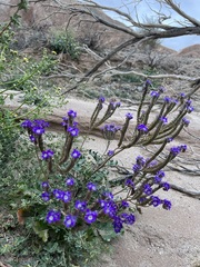 Phacelia crenulata
