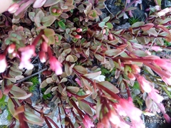 Epilobium porphyrium