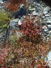 Epilobium porphyrium