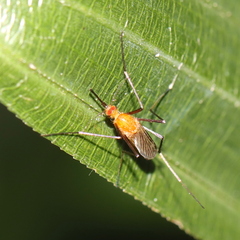 Coquillettidia xanthogaster