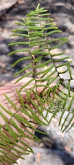 Gleichenia microphylla