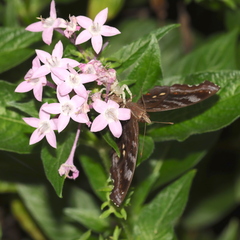 Thomisus spectabilis