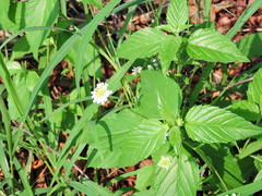 Lantana achyranthifolia