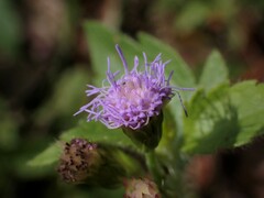 Praxelis clematidea