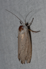 Xyloryctidae